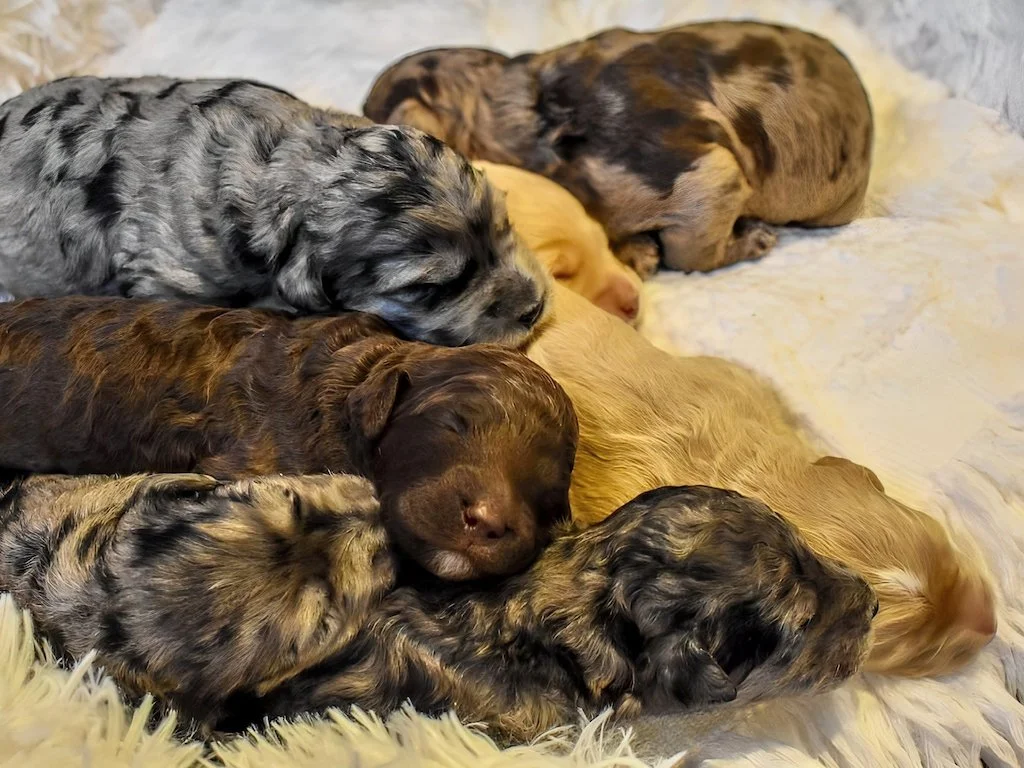 Small goldendoodle 2024 puppies for sale